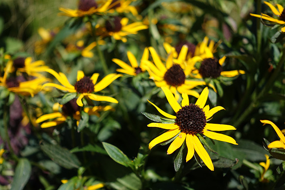 RX100IV-251_ISO 125_1-200 sec at f - 2.8_8.8-25.7 mm f-1.8-2.8 at 25.7 mm