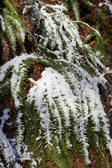 a6500 Snow-116 ILCE-6500 FE 24-70mm F2.8 GM 51 mm 1-250 sec at f - 4.5 ISO 100_
