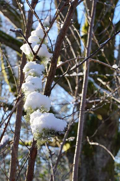 a6500 Snow-144 ILCE-6500 FE 24-70mm F2.8 GM 42 mm 1-80 sec at f - 9.0 ISO 200_