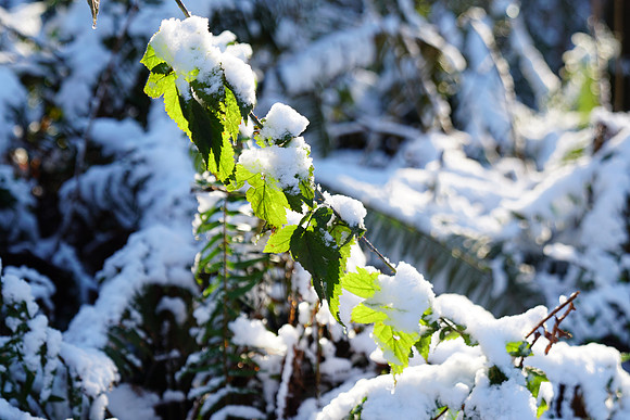 a6500 Snow-150 ILCE-6500 FE 24-70mm F2.8 GM 54 mm 1-160 sec at f - 2.8 ISO 100_