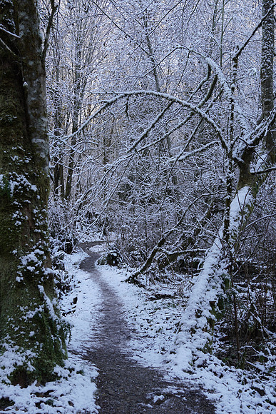 a6500 Snow-88 ILCE-6500 FE 24-70mm F2.8 GM 31 mm 1-60 sec at f - 5.6 ISO 160_