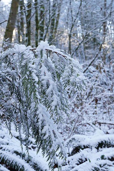 a6500 Snow-96 ILCE-6500 FE 24-70mm F2.8 GM 35 mm 1-60 sec at f - 5.0 ISO 200_