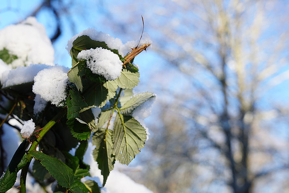 a6500 Snow-142 ILCE-6500 FE 24-70mm F2.8 GM 42 mm 1-250 sec at f - 4.0 ISO 100_
