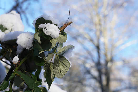 a6500 Snow-140 ILCE-6500 FE 24-70mm F2.8 GM 42 mm 1-200 sec at f - 4.0 ISO 100_