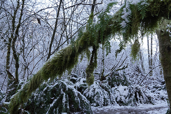 a6500 Snow-84 ILCE-6500 FE 24-70mm F2.8 GM 24 mm 1-60 sec at f - 6.3 ISO 320_