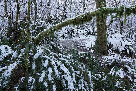 a6500 Snow-82 ILCE-6500 FE 24-70mm F2.8 GM 25 mm 1-60 sec at f - 5.6 ISO 400_