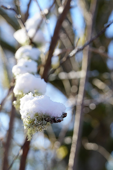 a6500 Snow-146 ILCE-6500 FE 24-70mm F2.8 GM 42 mm 1-200 sec at f - 3.2 ISO 100_
