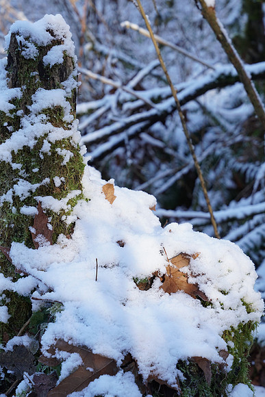 a6500 Snow-92 ILCE-6500 FE 24-70mm F2.8 GM 70 mm 1-125 sec at f - 5.6 ISO 400_