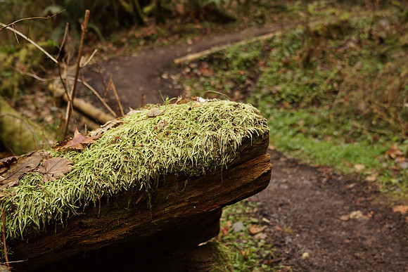 a6500-161 ILCE-6500 FE 24-70mm F2.8 GM 25 mm 1-60 sec at f - 2.8 ISO 100_