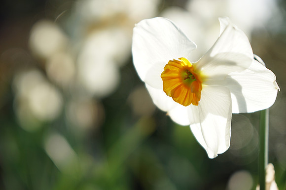 a6300 Botanical-31_ISO 100_1-500 sec at f - 4.0_E 16-70mm F4 ZA OSS at 70 mm