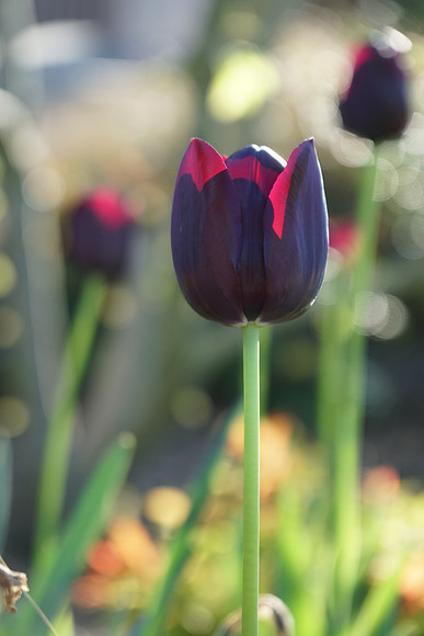 a6300 Botanical-29_ISO 500_1-500 sec at f - 4.0_E 16-70mm F4 ZA OSS at 70 mm