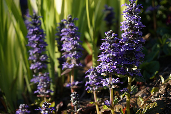 a6300 Botanical-41_ISO 160_1-500 sec at f - 4.0_E 16-70mm F4 ZA OSS at 70 mm