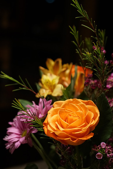 a6300 Botanical-21_ISO 1250_1-80 sec at f - 4.0_E 16-70mm F4 ZA OSS at 50 mm