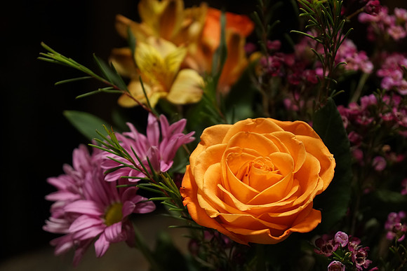 a6300 Botanical-19_ISO 1000_1-80 sec at f - 4.0_E 16-70mm F4 ZA OSS at 56 mm