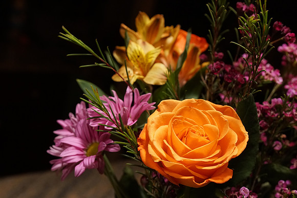 a6300 Botanical-25_ISO 2500_1-80 sec at f - 5.6_E 16-70mm F4 ZA OSS at 41 mm