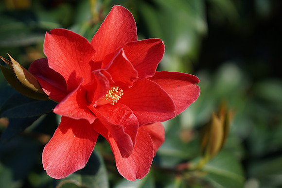 a6300 Botanical-47_ISO 200_1-500 sec at f - 4.0_E 16-70mm F4 ZA OSS at 70 mm