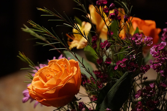 a6300 Botanical-1_ISO 6400_1-250 sec at f - 4.0_E 16-70mm F4 ZA OSS at 70 mm