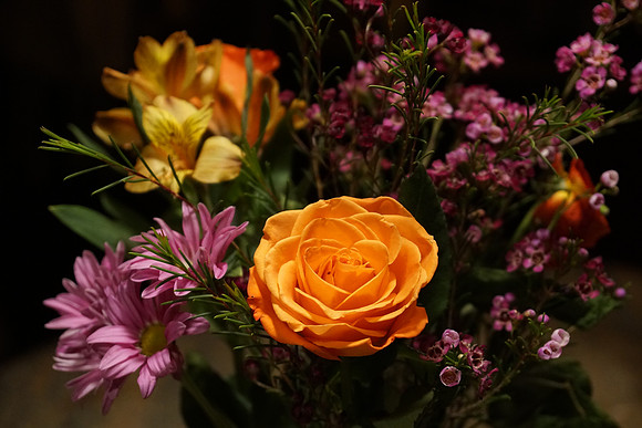 a6300 Botanical-13_ISO 4000_1-250 sec at f - 4.0_E 16-70mm F4 ZA OSS at 59 mm