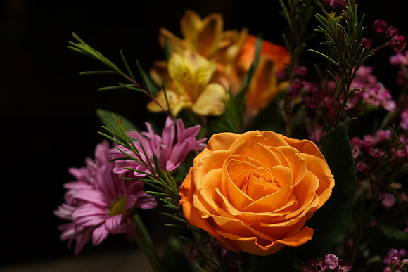 a6300 Botanical-23_ISO 800_1-80 sec at f - 4.0_E 16-70mm F4 ZA OSS at 50 mm