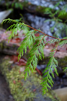 a7R3-100 ILCE-7RM3 FE 90mm F2.8 Macro G OSS 90 mm 1-200 sec at f - 5.6 ISO 5000_