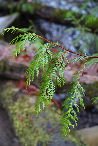 a7R3-100 ILCE-7RM3 FE 90mm F2.8 Macro G OSS 90 mm 1-200 sec at f - 5.6 ISO 5000_