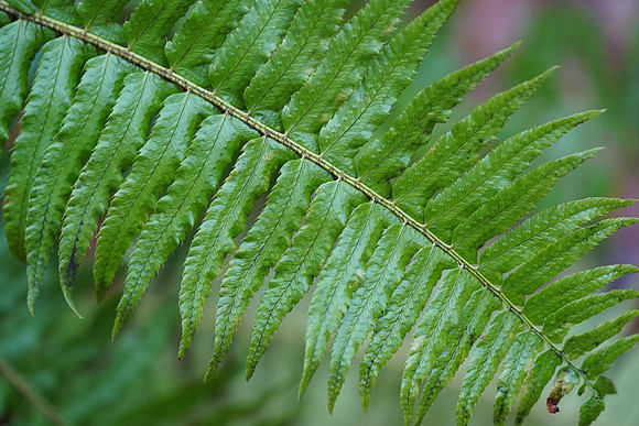 a7R3-69 ILCE-7RM3 FE 90mm F2.8 Macro G OSS 90 mm 1-200 sec at f - 4.0 ISO 2500_