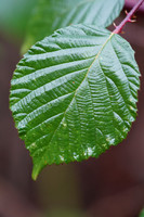 a7R3-68 ILCE-7RM3 FE 90mm F2.8 Macro G OSS 90 mm 1-200 sec at f - 4.0 ISO 3200_