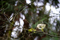 a7R3-88 ILCE-7RM3 FE 90mm F2.8 Macro G OSS 90 mm 1-200 sec at f - 2.8 ISO 400_