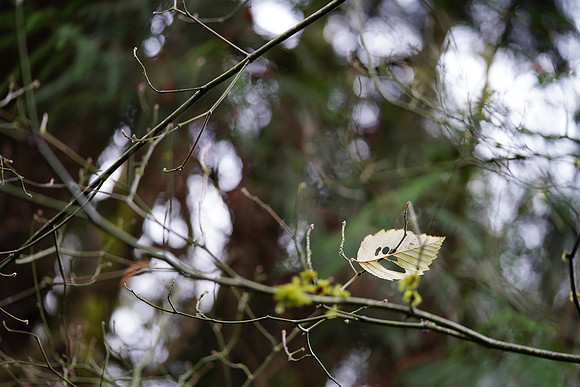 a7R3-88 ILCE-7RM3 FE 90mm F2.8 Macro G OSS 90 mm 1-200 sec at f - 2.8 ISO 400_