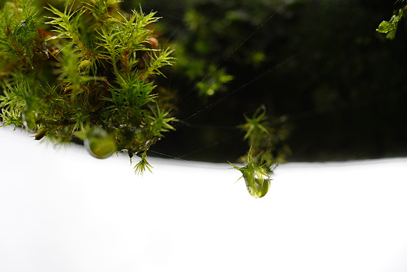 a7R3-90 ILCE-7RM3 FE 90mm F2.8 Macro G OSS 90 mm 1-200 sec at f - 4.0 ISO 800_