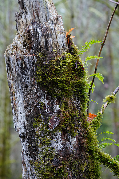 a7R3-91 ILCE-7RM3 FE 90mm F2.8 Macro G OSS 90 mm 1-200 sec at f - 5.6 ISO 1600_