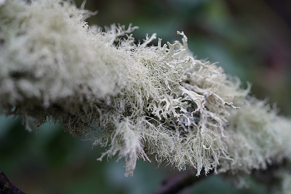 a7R3-67 ILCE-7RM3 FE 90mm F2.8 Macro G OSS 90 mm 1-200 sec at f - 4.0 ISO 800_