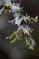 a7R3-75 ILCE-7RM3 FE 90mm F2.8 Macro G OSS 90 mm 1-500 sec at f - 2.8 ISO 4000_