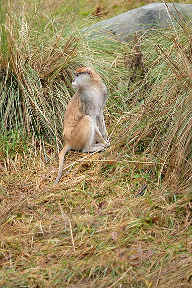 XE2Zoo-197_ISO 1000_1-60 sec at f - 2.8_XF50-140mmF2.8 R LM OIS WR at 140 mm