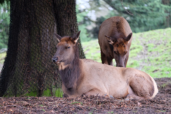 XE2Zoo-1_ISO 2000_1-60 sec at f - 2.8_XF50-140mmF2.8 R LM OIS WR at 140 mm
