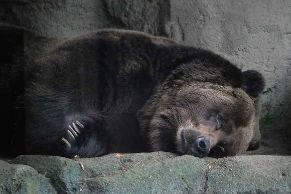 XE2Zoo-55_ISO 4000_1-60 sec at f - 2.8_XF50-140mmF2.8 R LM OIS WR at 140 mm