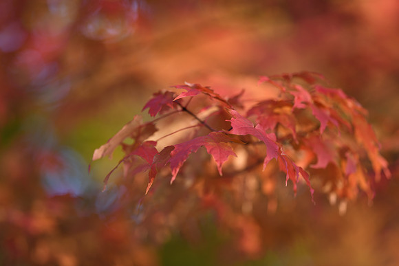 D850 Fall-75 NIKON D850 135.0 mm f-1.8 135 mm 1-200 sec at f - 1.8 ISO 110_
