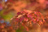 D850 Fall-77 NIKON D850 135.0 mm f-1.8 135 mm 1-200 sec at f - 2.2 ISO 180_
