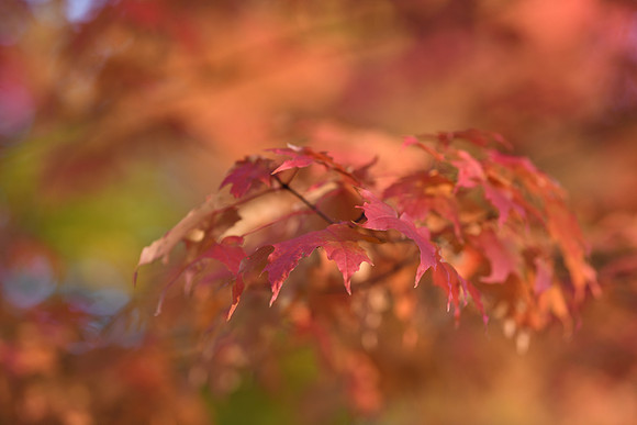 D850 Fall-77 NIKON D850 135.0 mm f-1.8 135 mm 1-200 sec at f - 2.2 ISO 180_