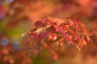 D850 Fall-76 NIKON D850 135.0 mm f-1.8 135 mm 1-200 sec at f - 2.0 ISO 140_