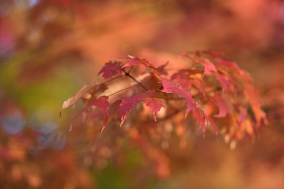 D850 Fall-76 NIKON D850 135.0 mm f-1.8 135 mm 1-200 sec at f - 2.0 ISO 140_