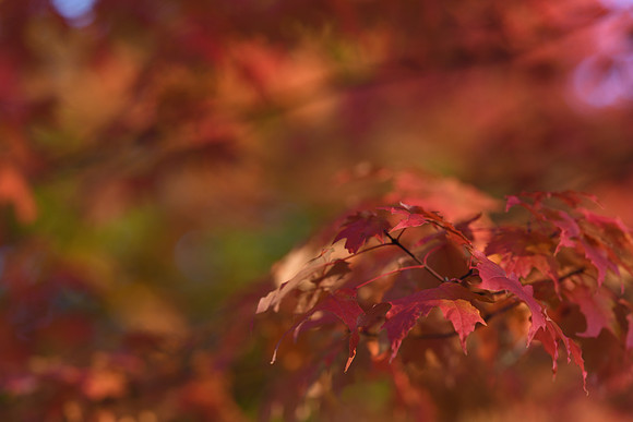 D850 Fall-81 NIKON D850 135.0 mm f-1.8 135 mm 1-320 sec at f - 2.8 ISO 280_