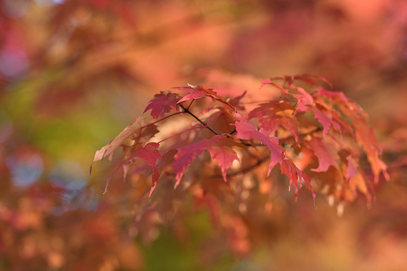 D850 Fall-78 NIKON D850 135.0 mm f-1.8 135 mm 1-200 sec at f - 2.5 ISO 220_