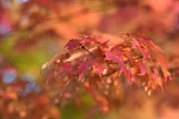 D850 Fall-79 NIKON D850 135.0 mm f-1.8 135 mm 1-200 sec at f - 2.8 ISO 320_