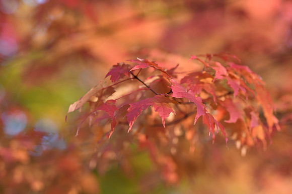 D850 Fall-79 NIKON D850 135.0 mm f-1.8 135 mm 1-200 sec at f - 2.8 ISO 320_