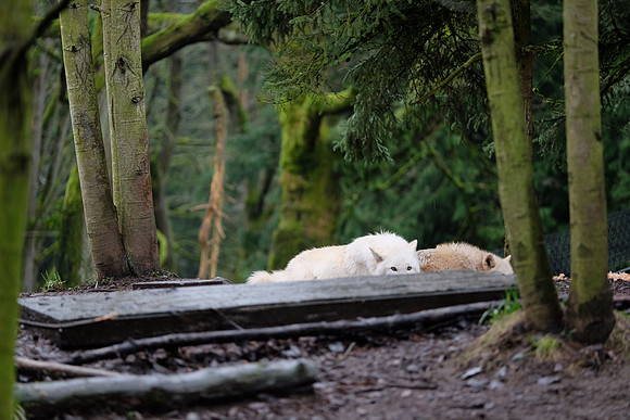 XE2Zoo-75_ISO 640_1-60 sec at f - 2.8_XF50-140mmF2.8 R LM OIS WR at 140 mm