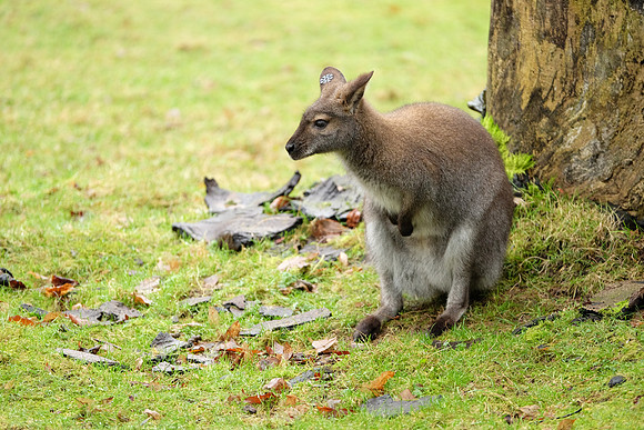 XE2Zoo-135_ISO 1250_1-60 sec at f - 2.8_XF50-140mmF2.8 R LM OIS WR at 140 mm