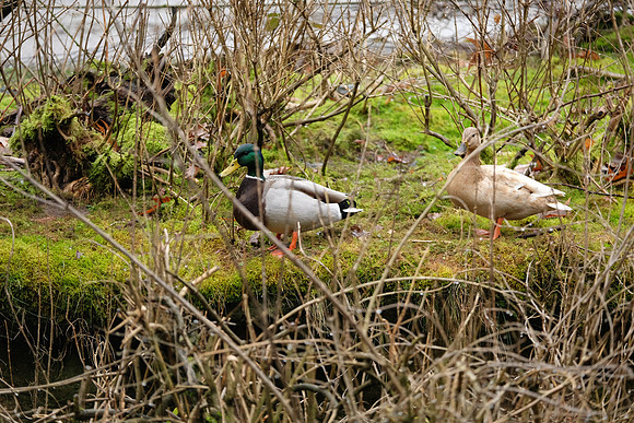 XE2Zoo-229_ISO 1250_1-60 sec at f - 2.8_XF50-140mmF2.8 R LM OIS WR at 134.4 mm