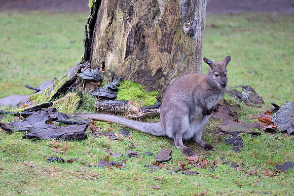 XE2Zoo-103_ISO 1250_1-60 sec at f - 2.8_XF50-140mmF2.8 R LM OIS WR at 140 mm
