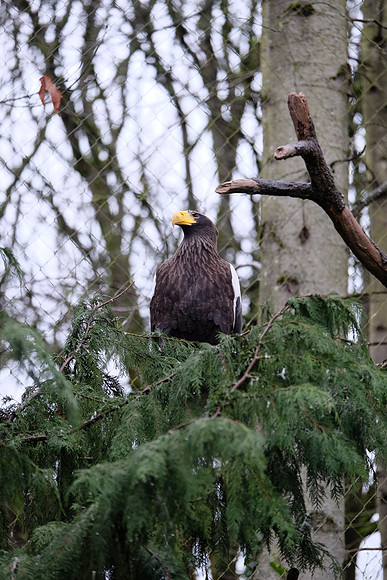 XE2Zoo-27_ISO 500_1-60 sec at f - 3.2_XF50-140mmF2.8 R LM OIS WR at 140 mm